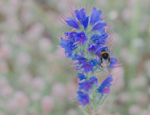 Bees and wildflowers - Viper's bugloss