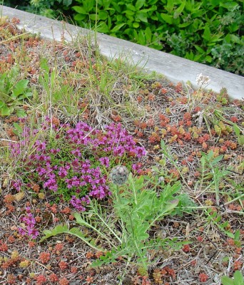 Thymus species for a green roof