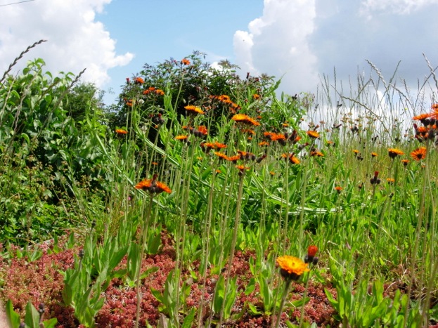 wildflower plant suggestions for your green roof