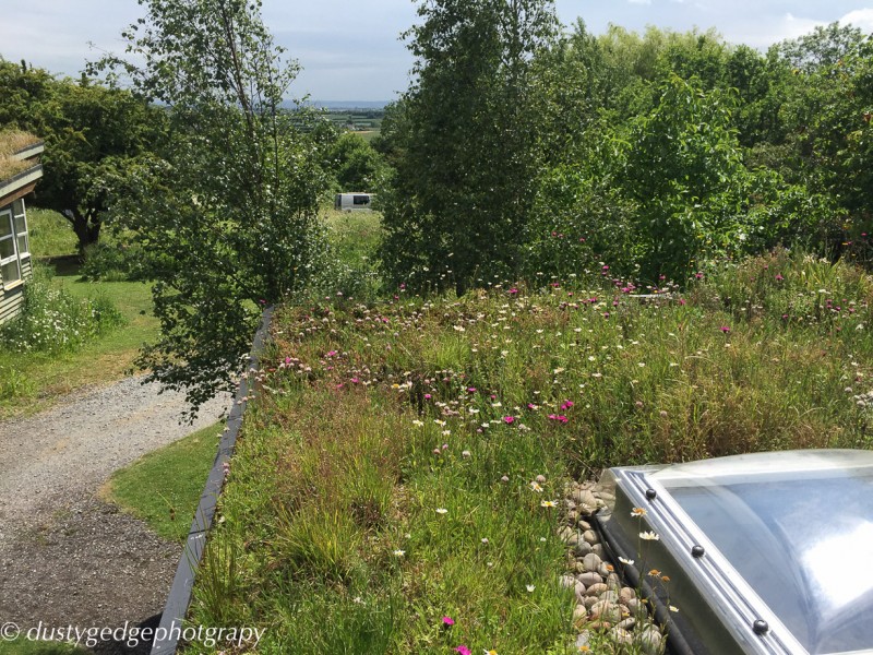 The edge of a summer house green roof
