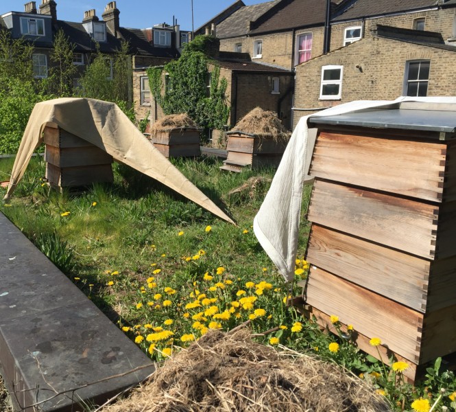 Dandelions surround beehives on a green roof in London