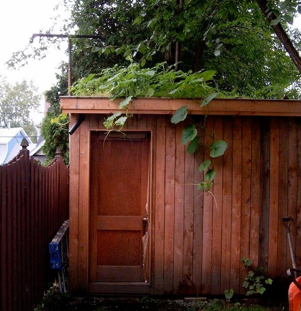 a small green roof shed 