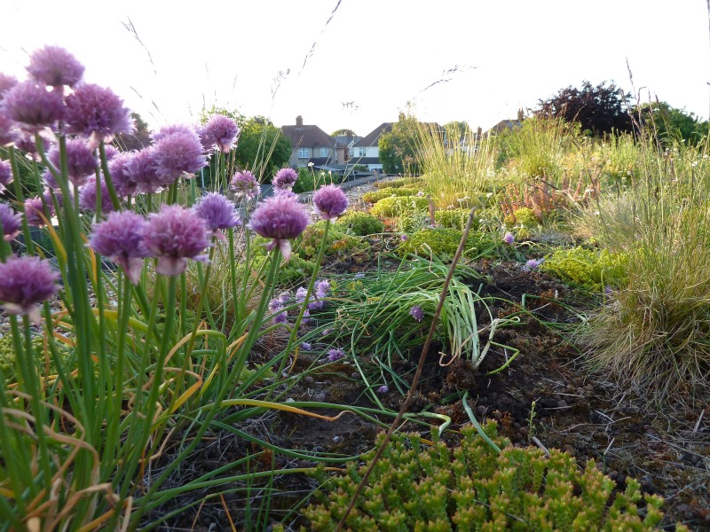 Jane Perone - Chives on a green roof