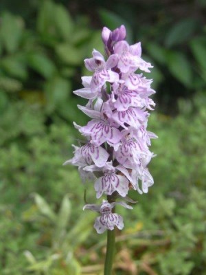 Common-spotted Orchids on a carport green roof