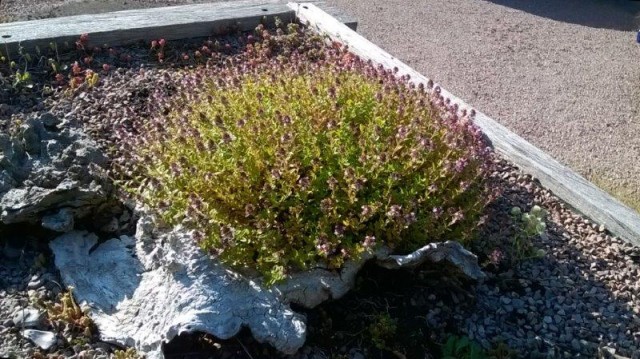 Wild Thyme thriving on the green roof