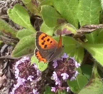 Small copper butterfly on green roof