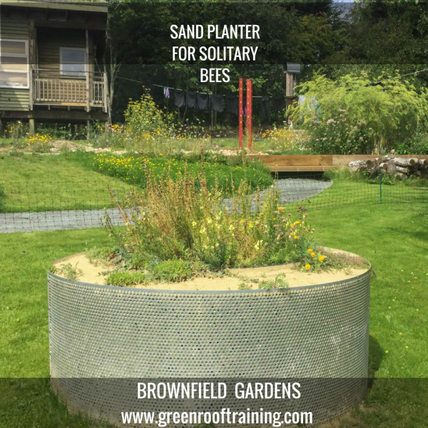 Sand planter for solitary bees in a brownfield garden