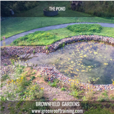 the pond in the brownfield garden