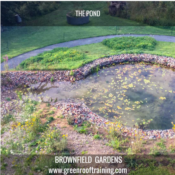 the pond in the brownfield garden at John Little's home
