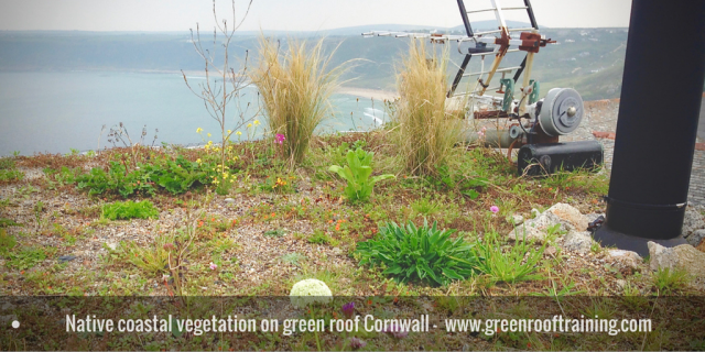 green roof - native wildflowers