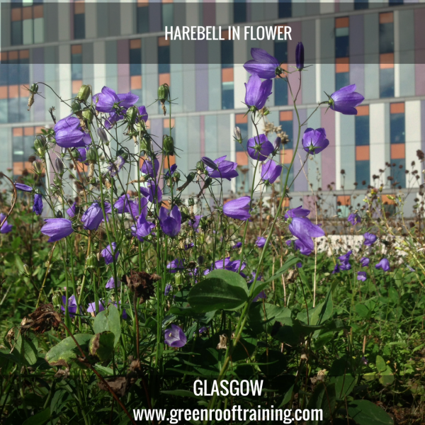 Harebell - green roof Glasgow