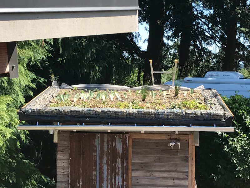How to Make a Green Roof