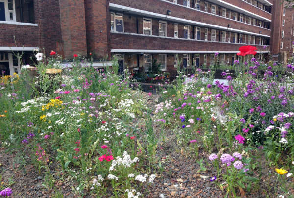 how to create your own green roof